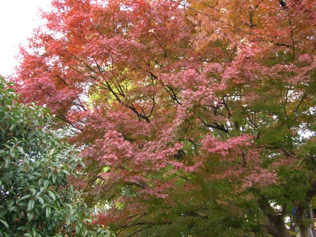 京都地主神社ブログ　紅葉だより