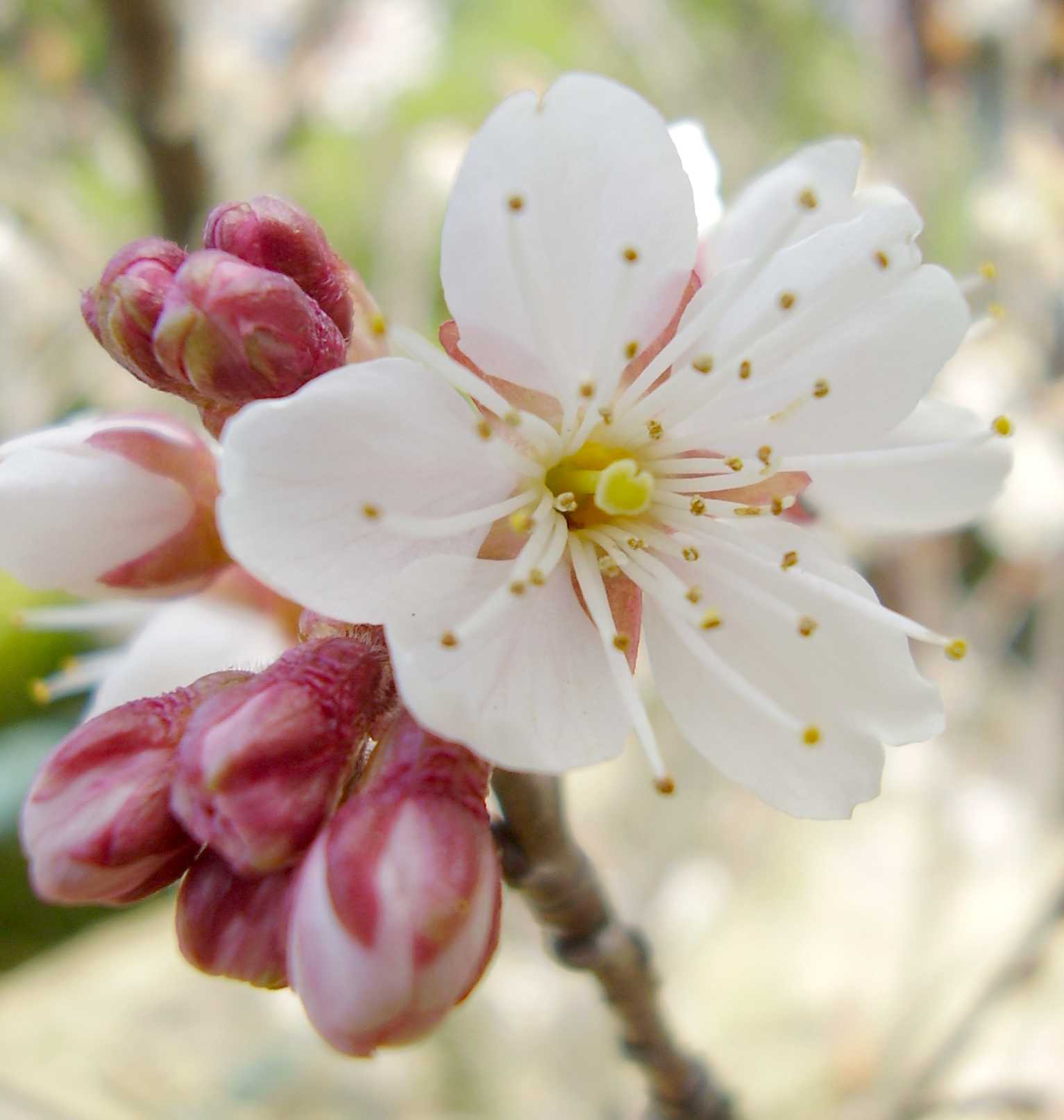 桜　サクランボの花