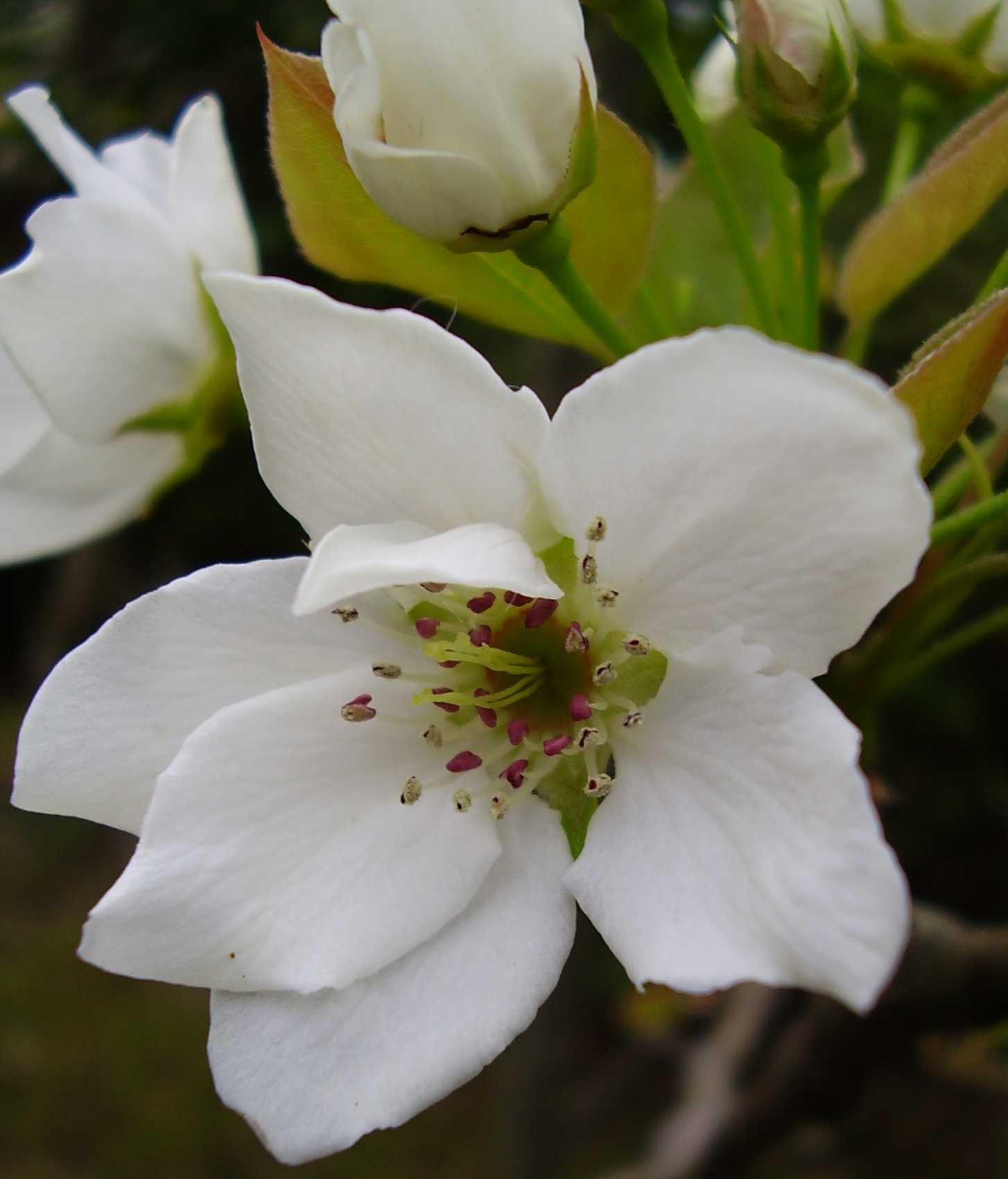 梨の花