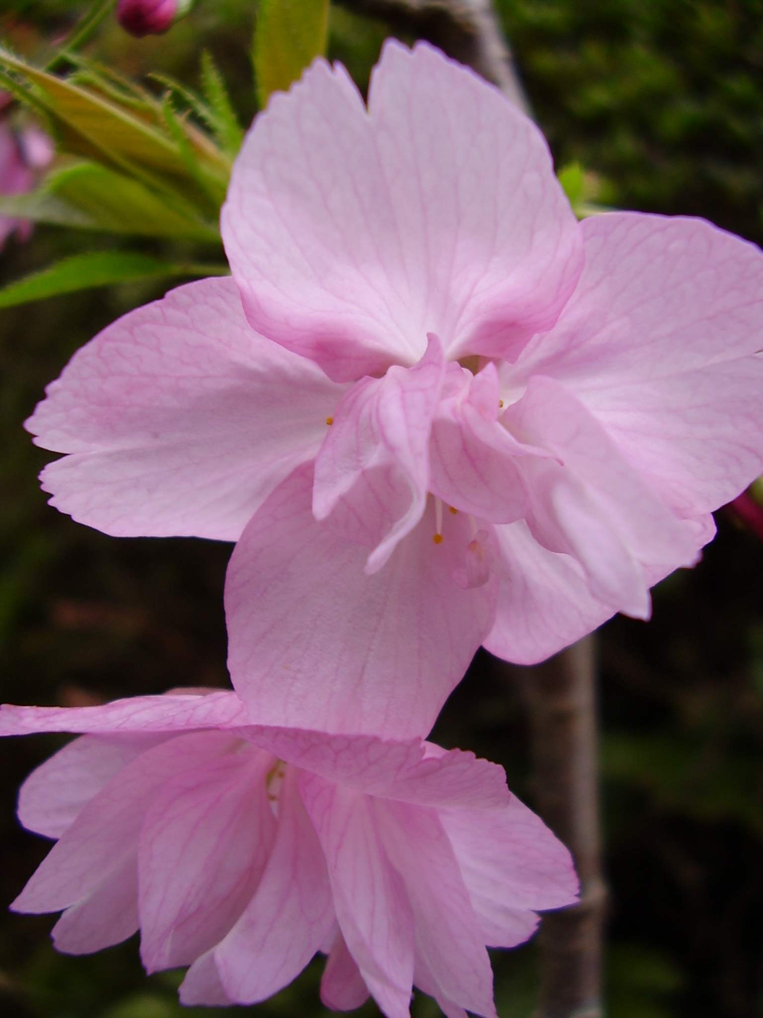 八重桜