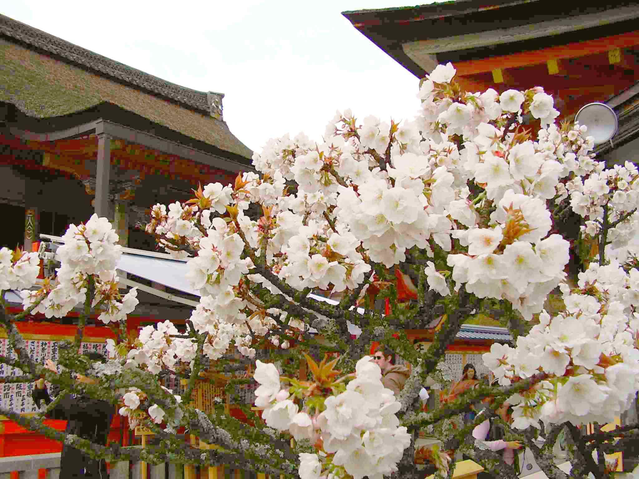 地主桜