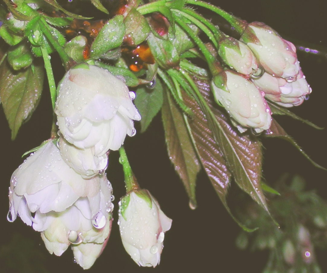 黄桜