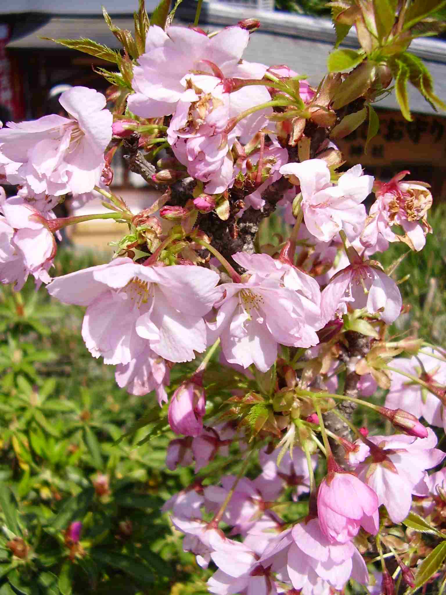 八重桜