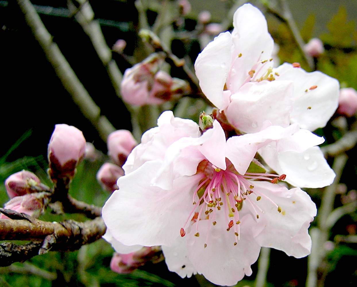 八重桜