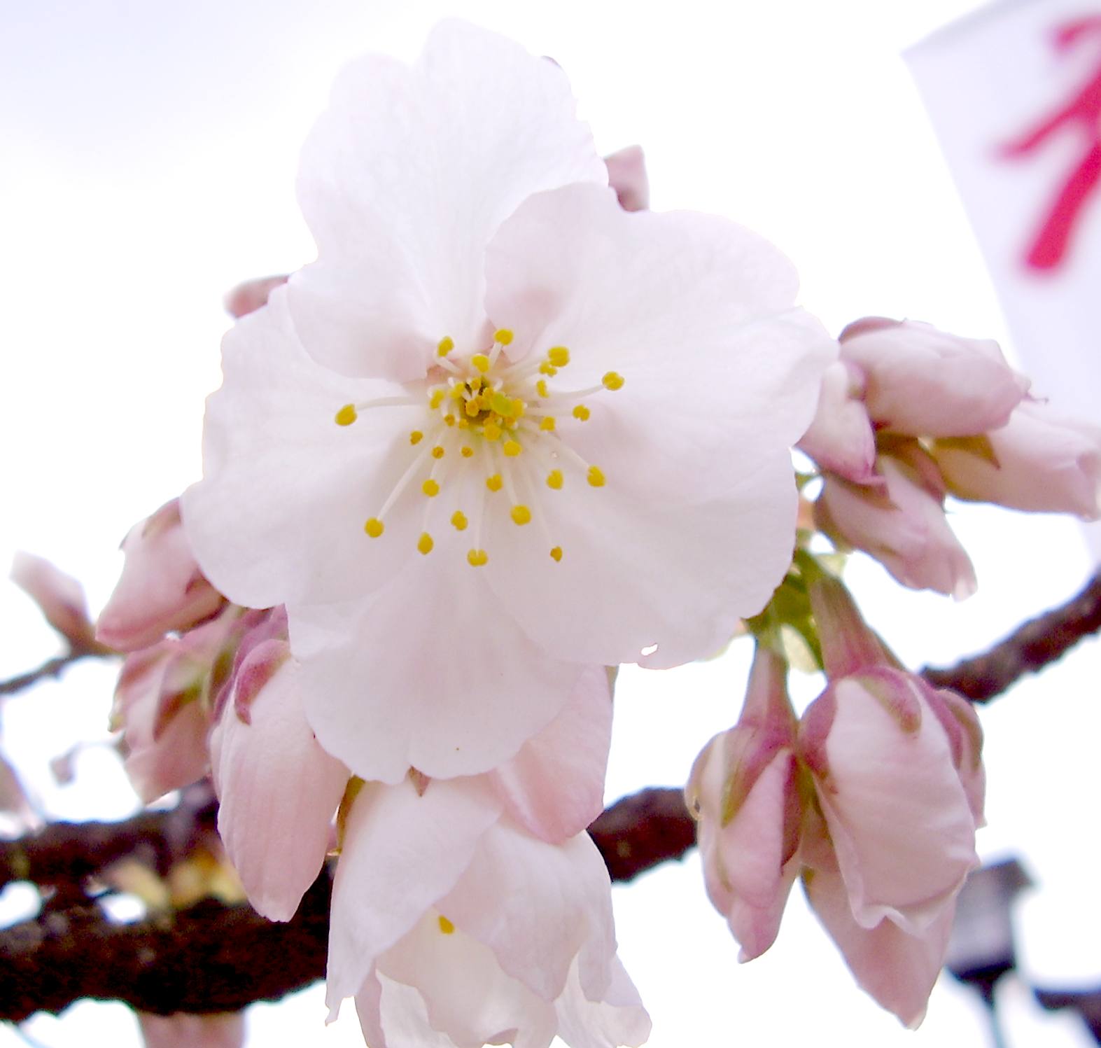 地主神社　地主桜