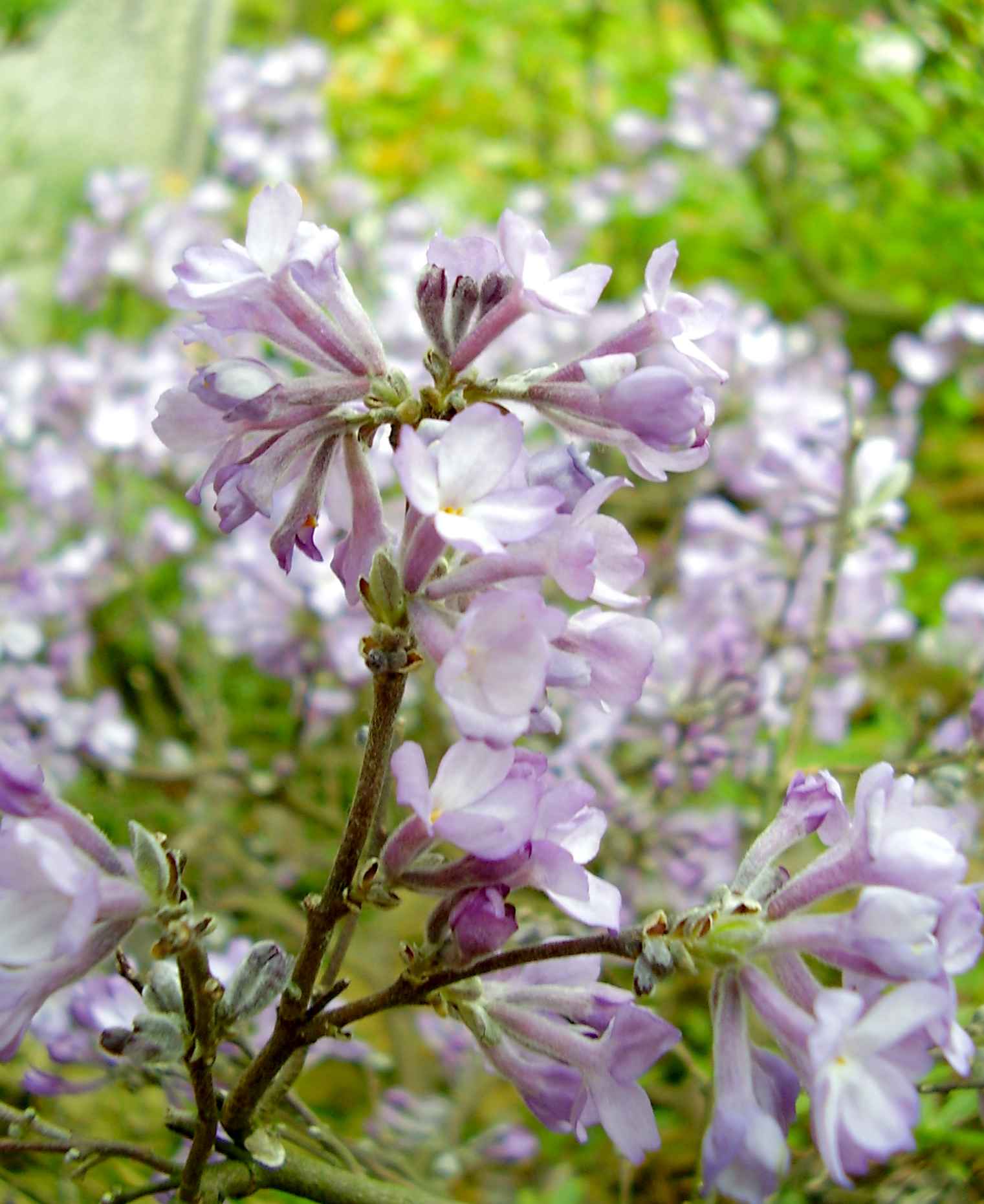 フジモドキ（丁子の桜）