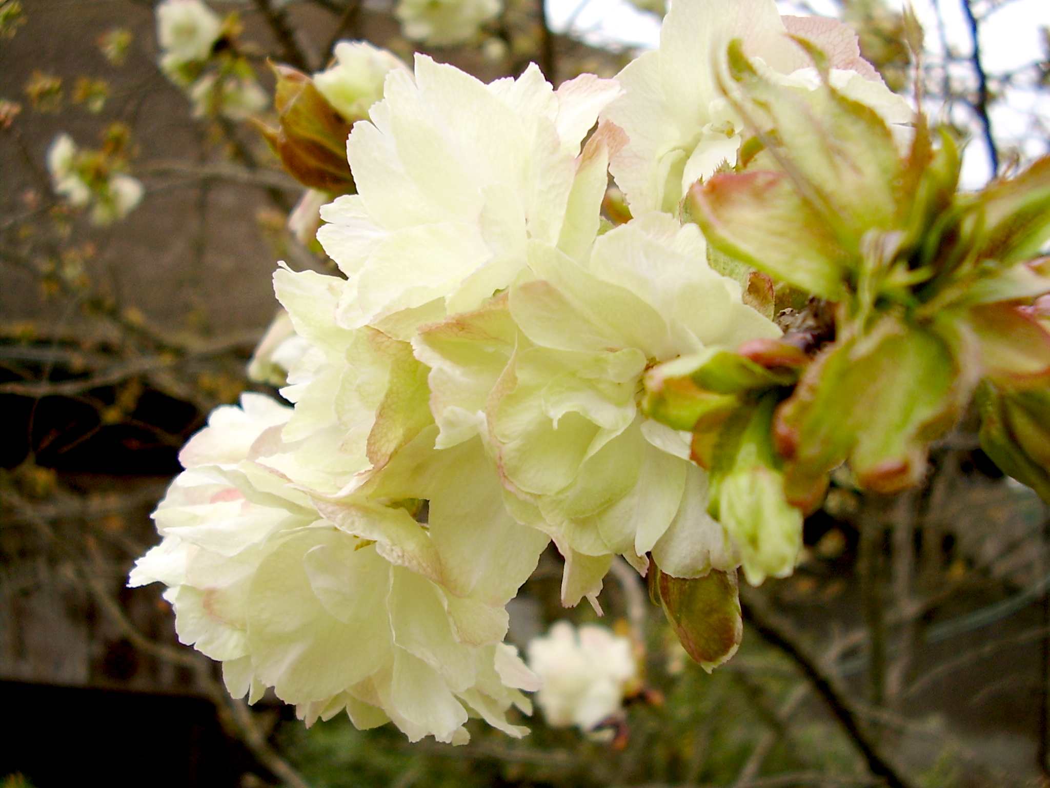 黄桜（鬱金の桜）ウコンザクラ