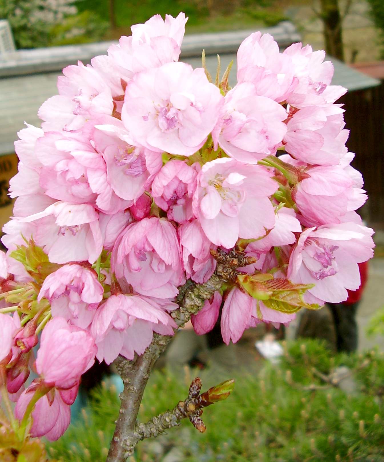 御室桜系八重桜