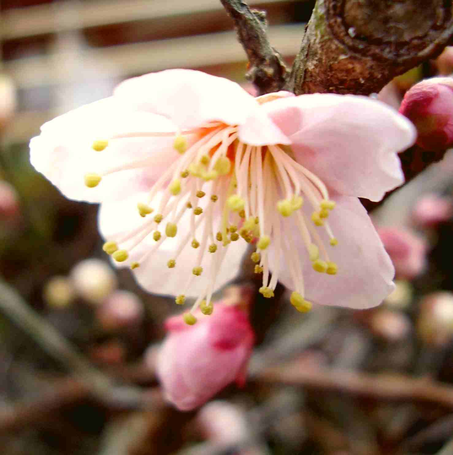 梅 開花