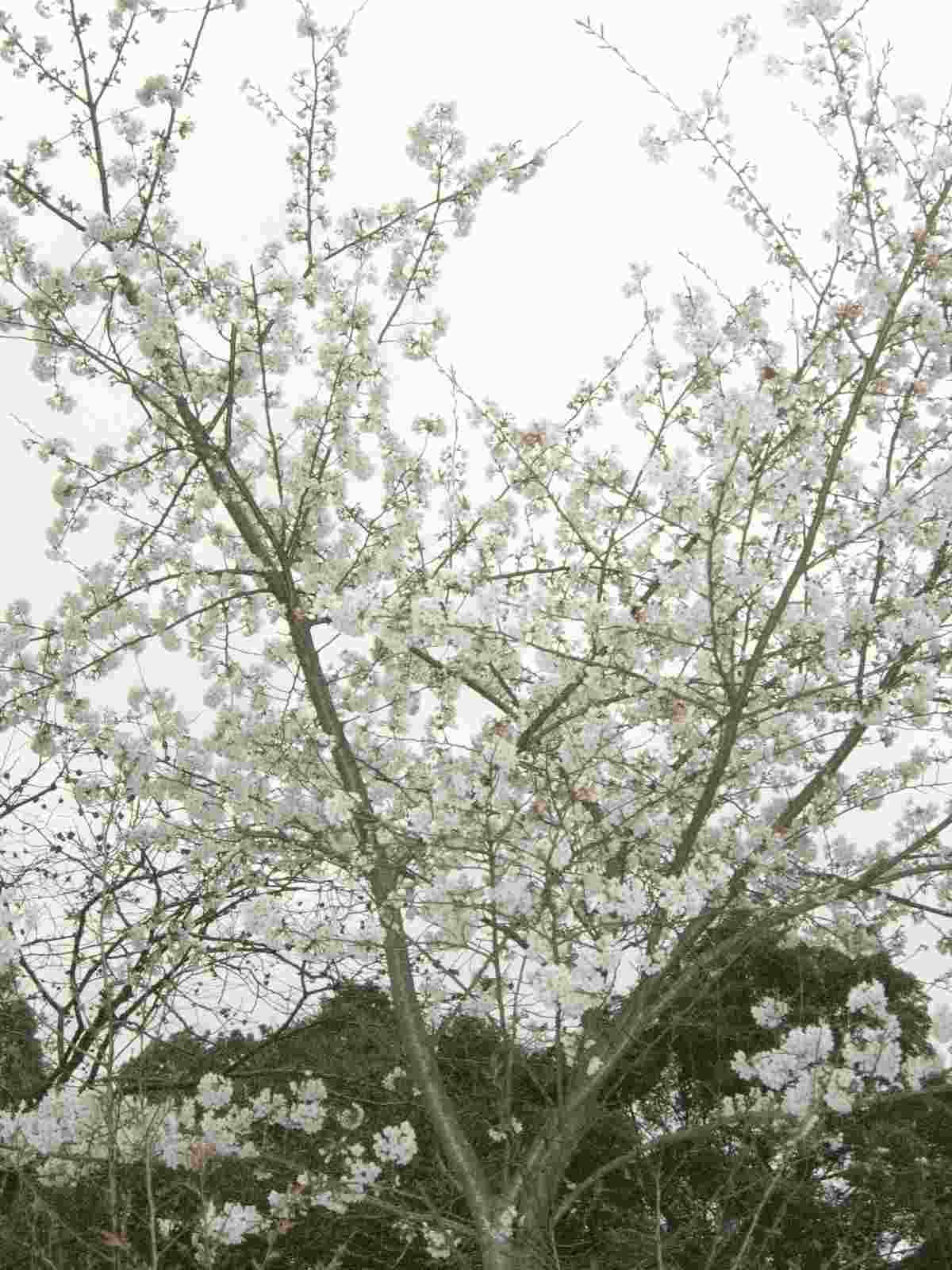 桜　ソメイヨシノ