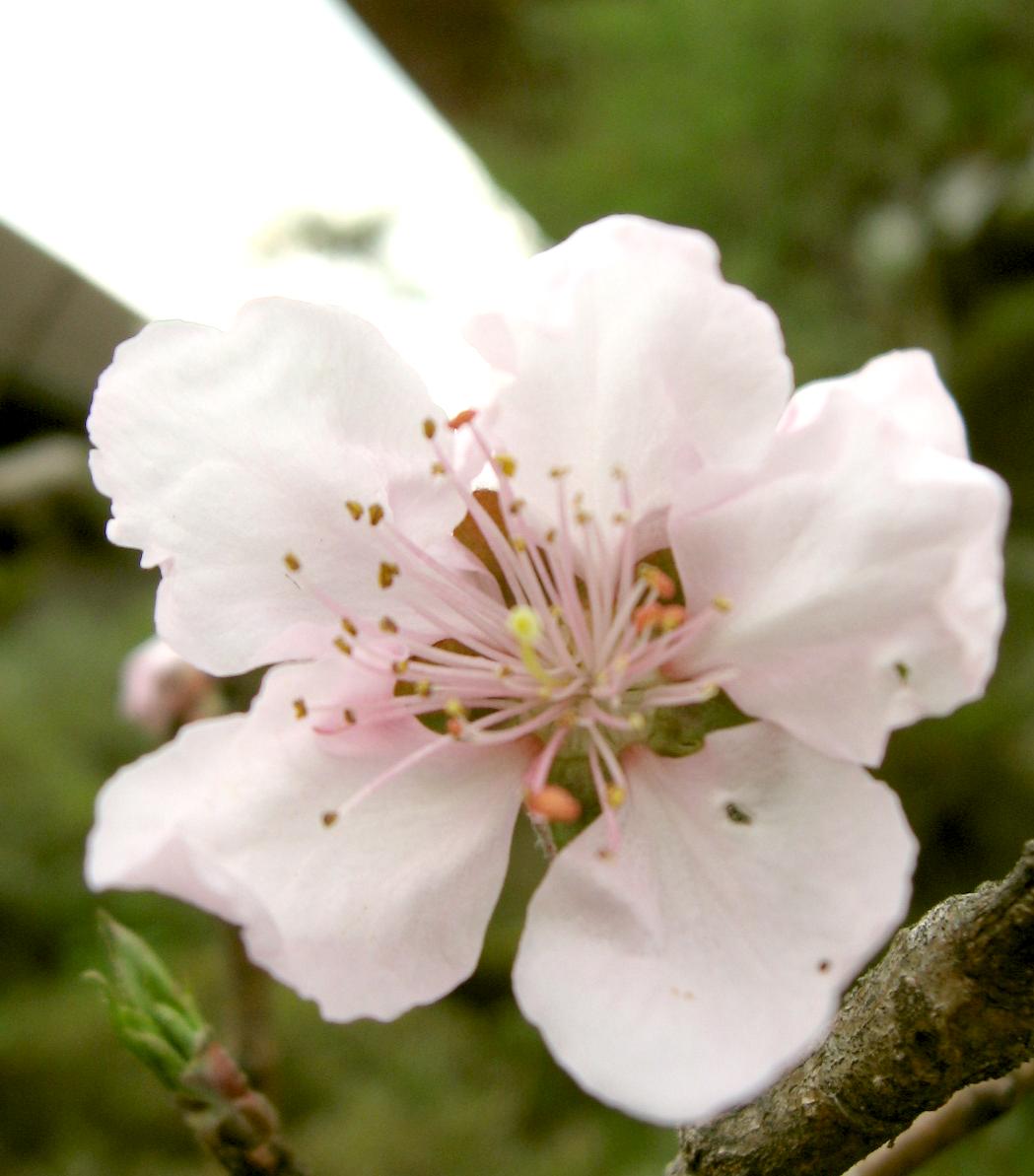 八重桜