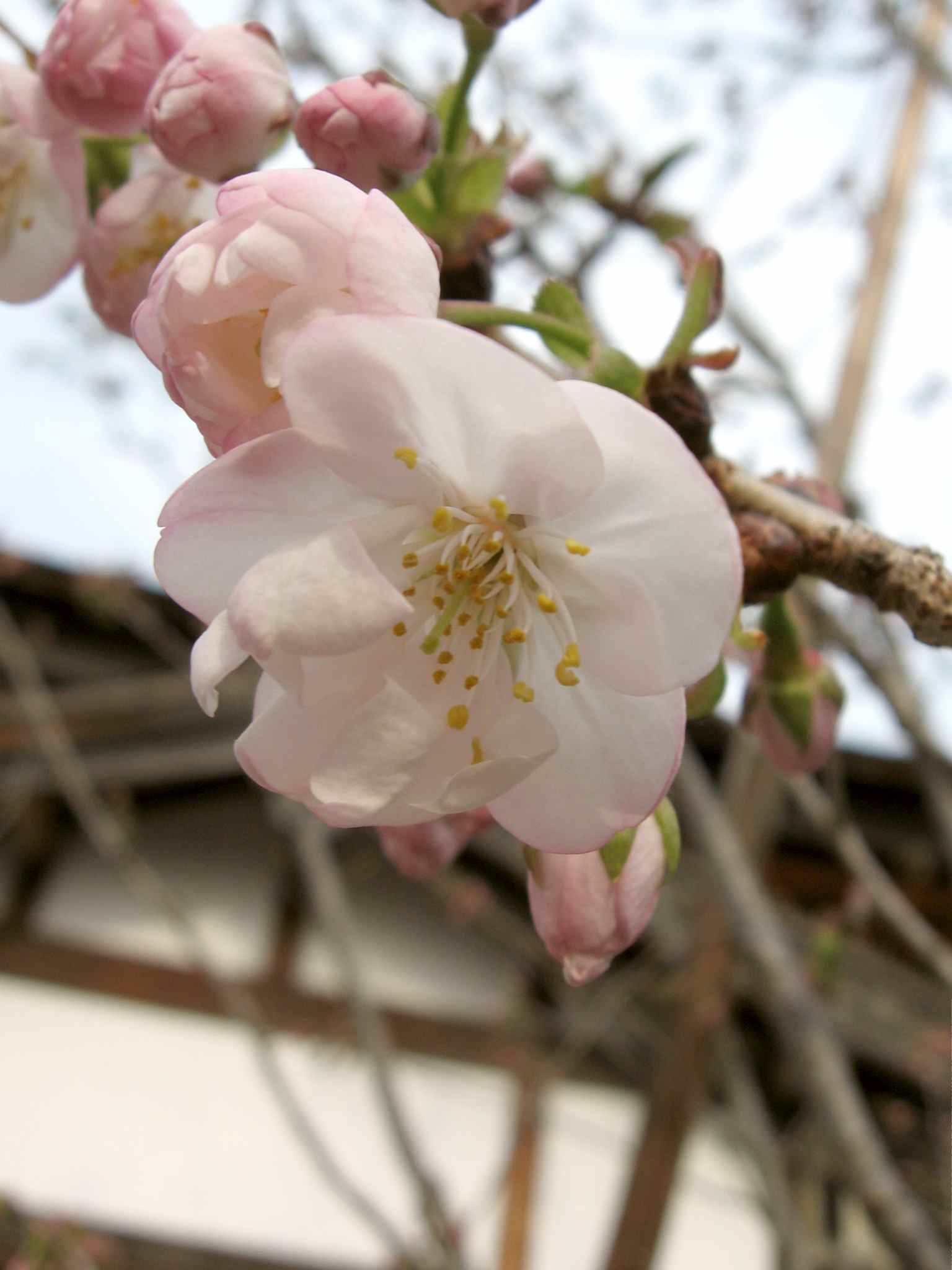 地主桜