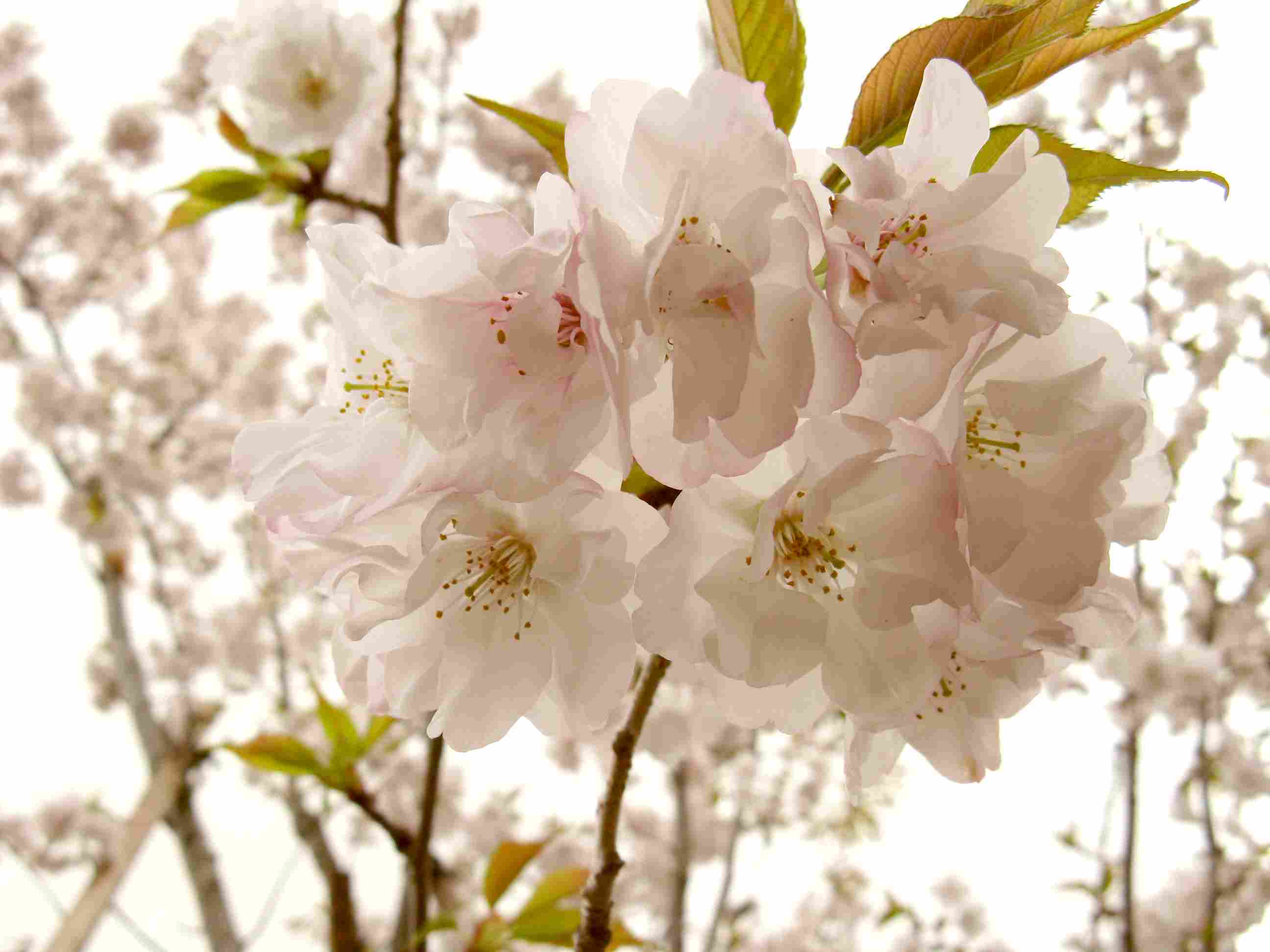 地主桜