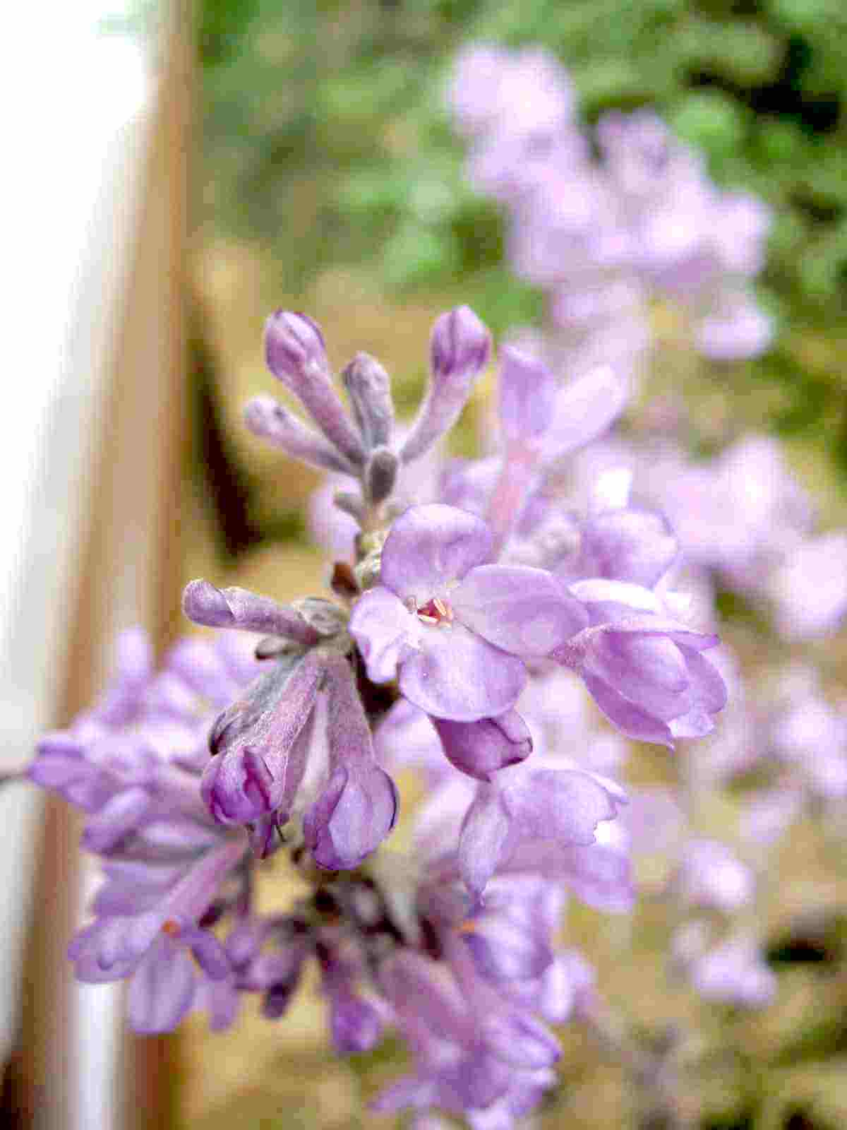 フジモドキ（丁子の桜）