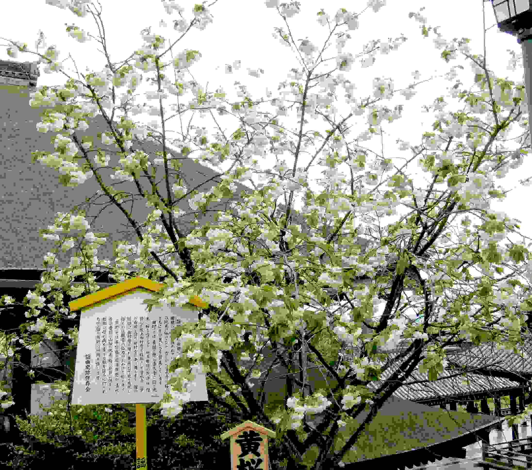 黄桜（鬱金の桜）