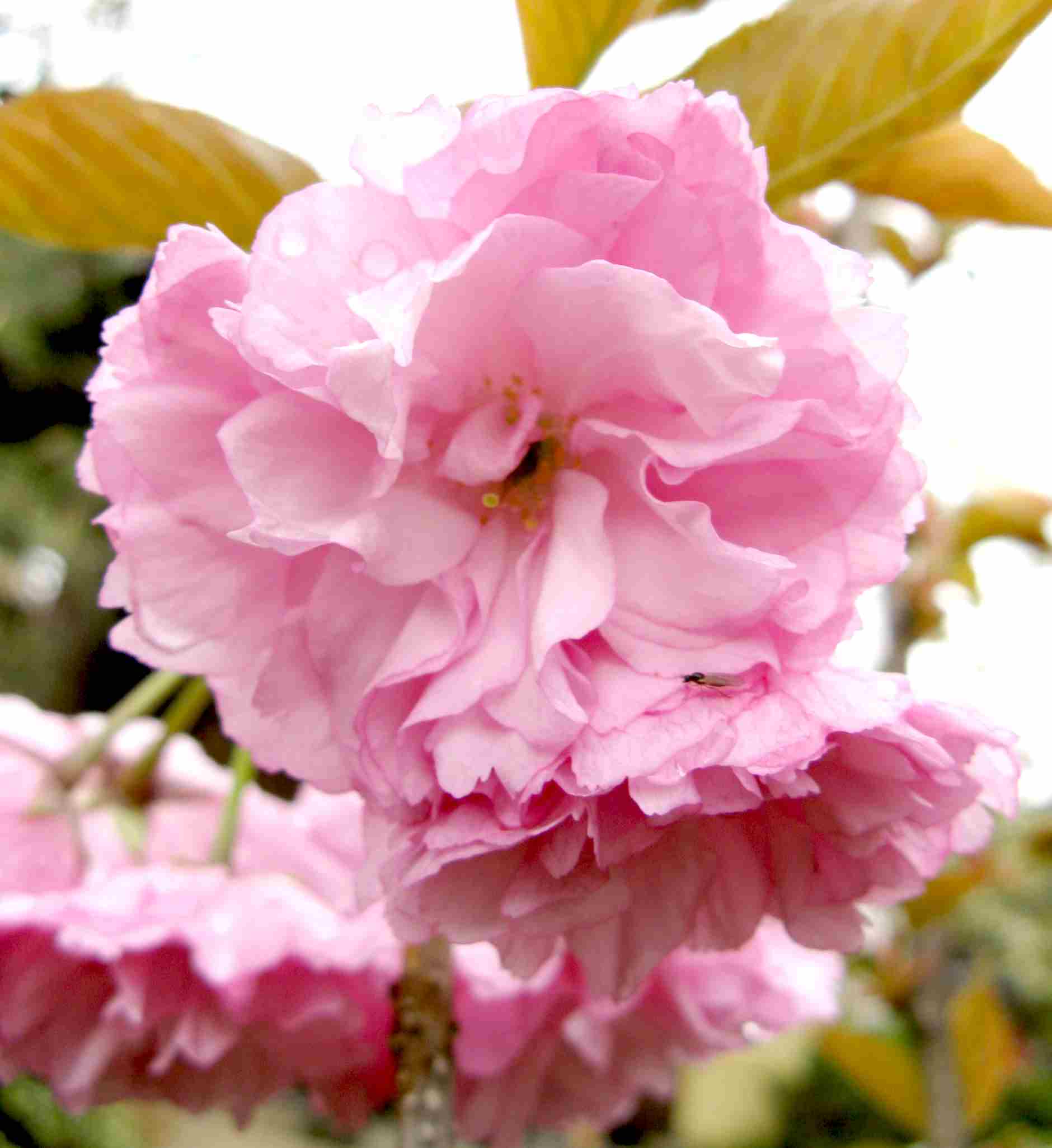 普賢象桜