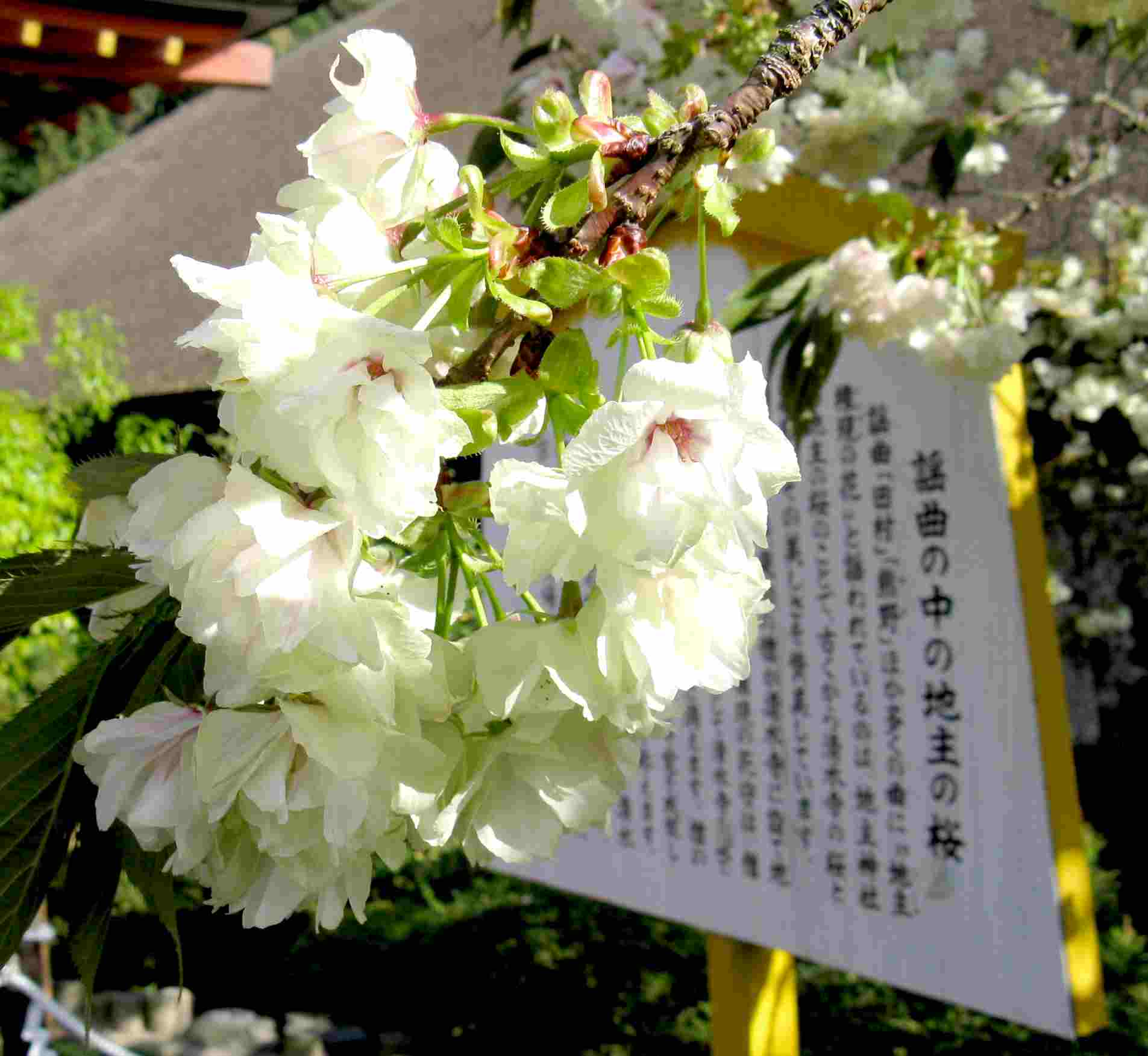 黄桜（ウコンザクラ）