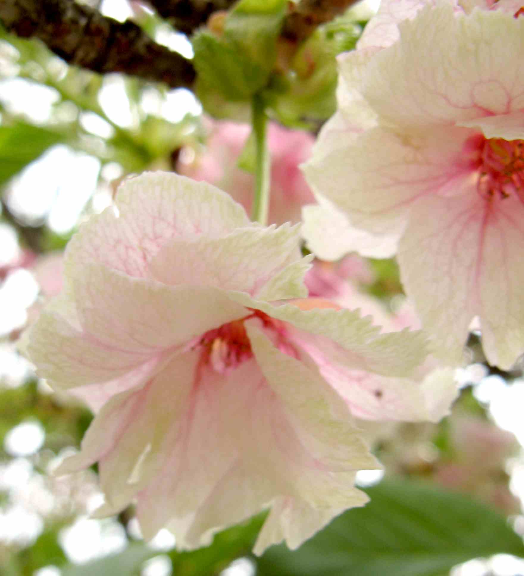 黄桜 （鬱金の桜）