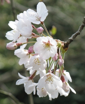 桜　ソメイヨシノ