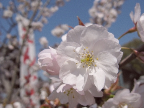 地主桜（じしゅさくら）