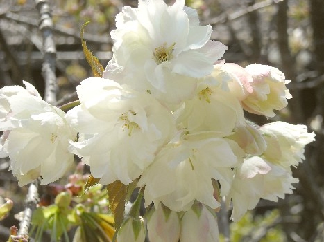 黄桜