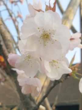 地主桜