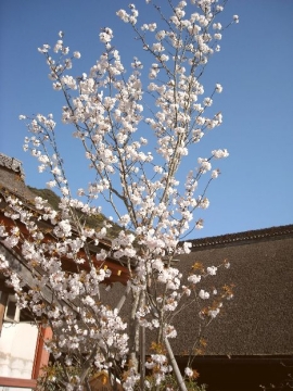 地主桜