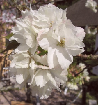 黄桜（ウコンザクラ）
