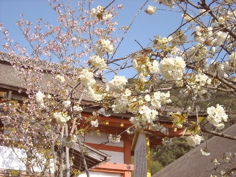 地主神社「黄桜」「地主桜」