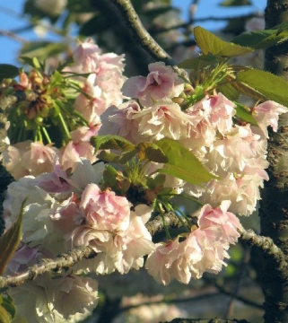 黄桜（鬱金桜）