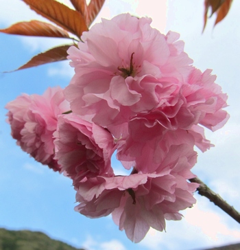 普賢象桜