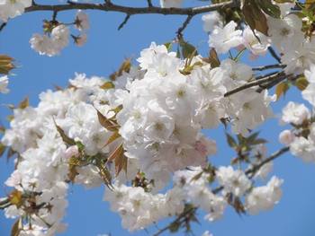 地主桜（じしゅさくら）