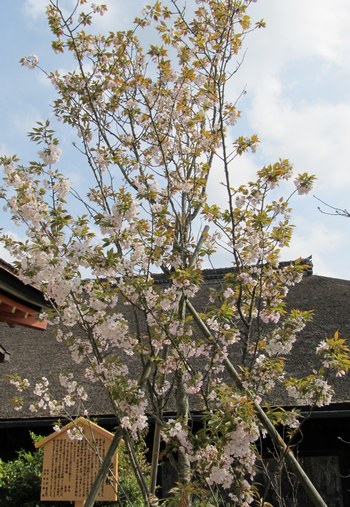 地主神社「地主桜」