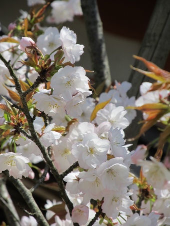 地主桜（じしゅさくら）