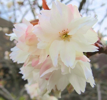 黄桜