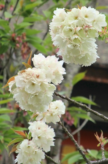 黄桜