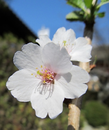 豆桜（富士桜）