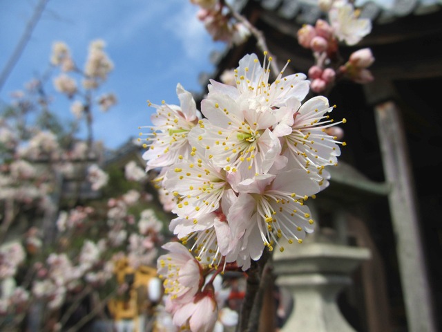 サクランボの花