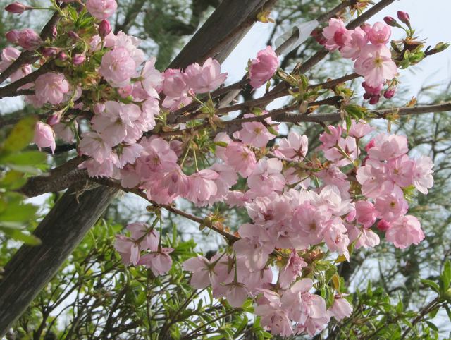 桜「旭山」