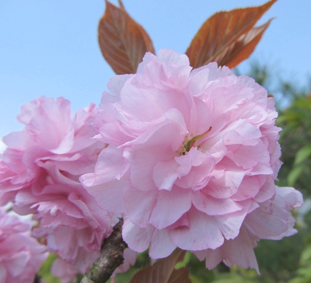 普賢象桜