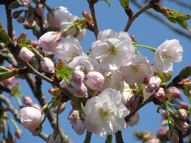 地主桜