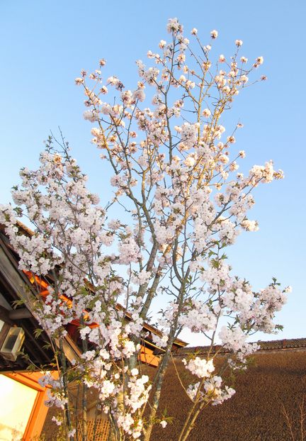 地主神社「地主桜」