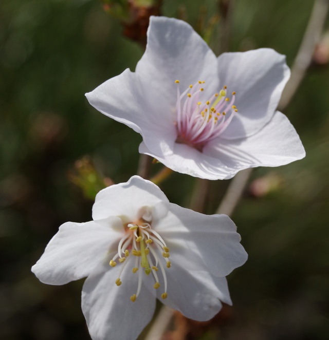 豆桜