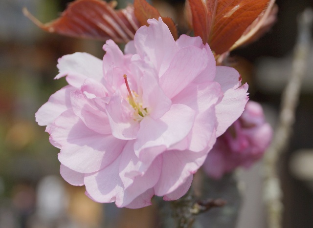 普賢象桜（フケンゾウザクラ）