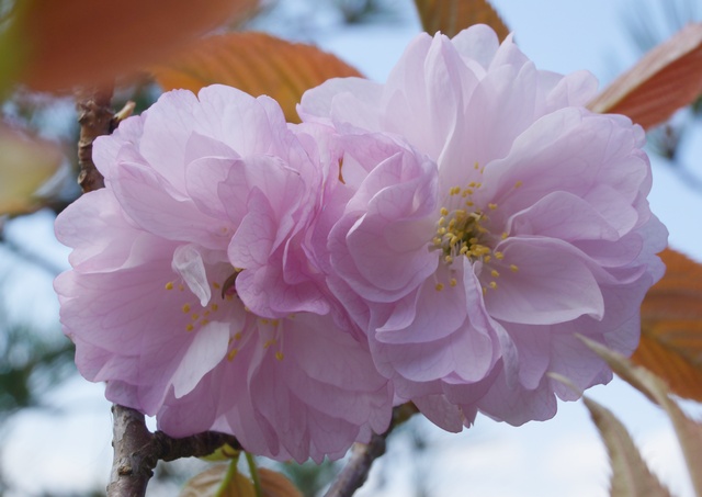 妹背桜（イモセザクラ）