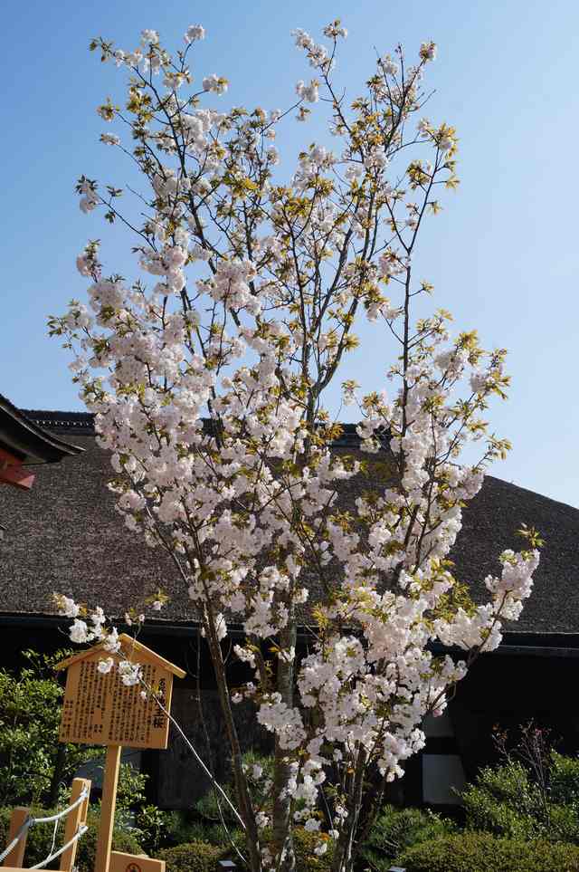 地主桜