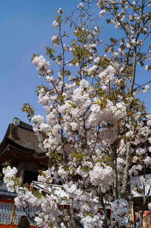 地主神社「地主桜」