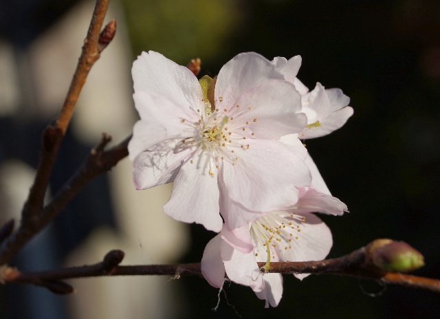 アーコレード桜