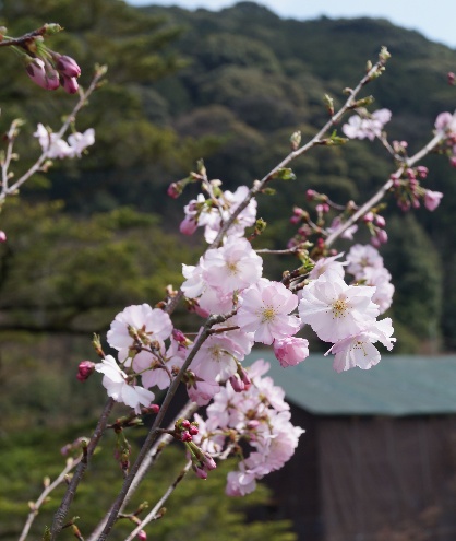 アーコレード桜