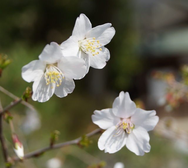 豆桜